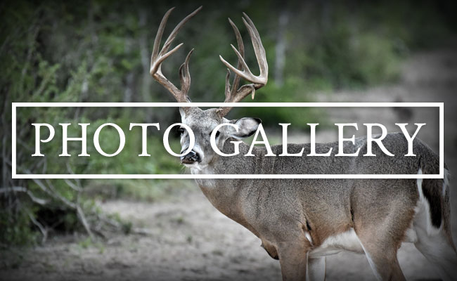 Santa Cruz Ranch Photo Galleries