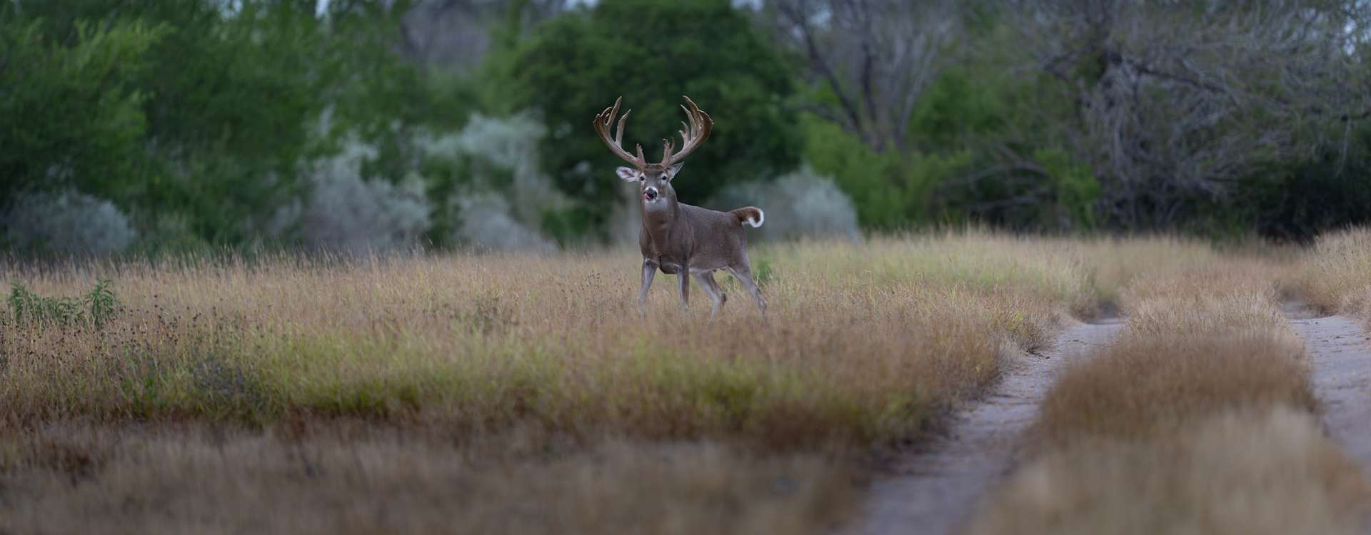South Texas Trophy Whitetail and Exotic Outfitter | Santa Cruz Ranch