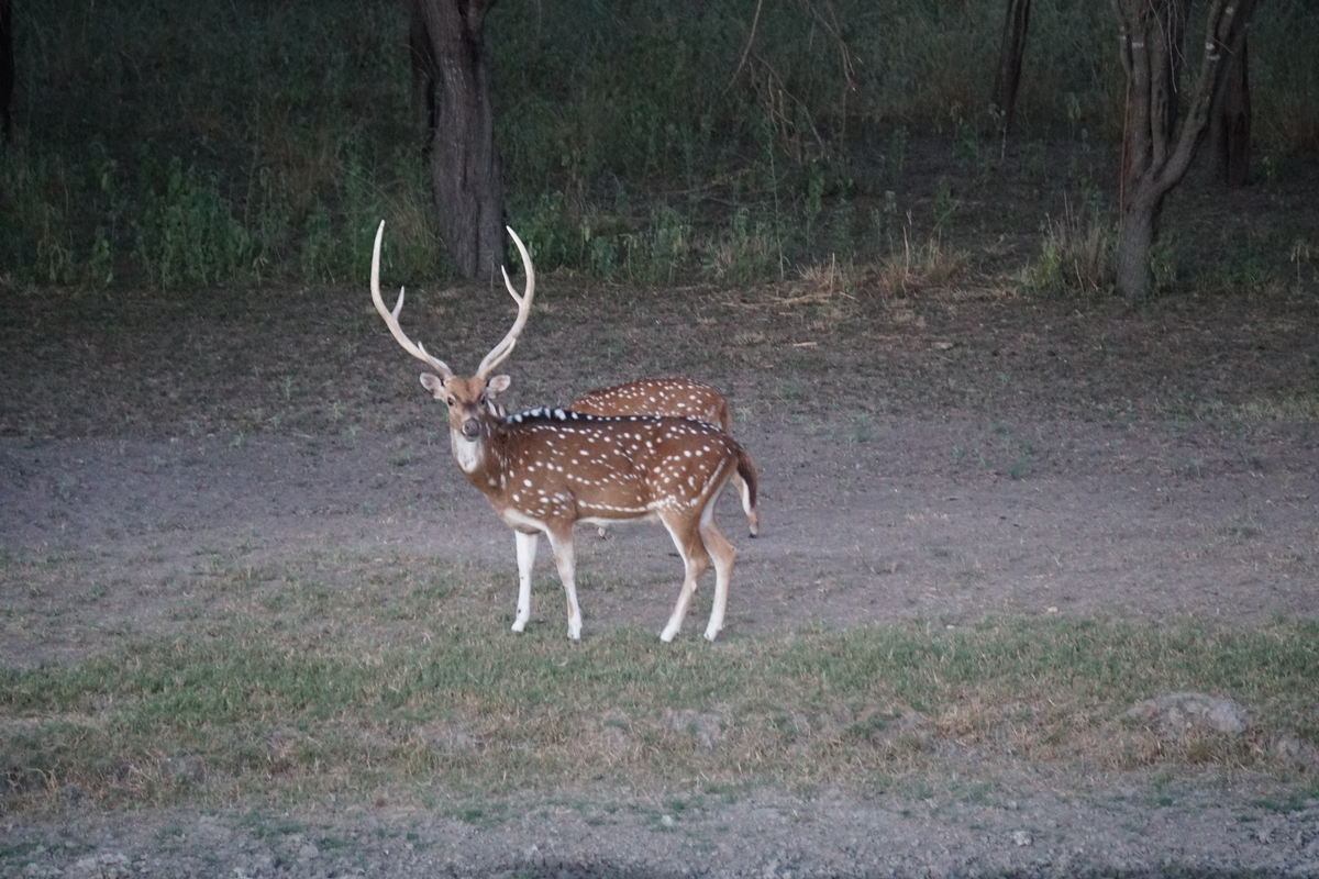 Guided Axis Deer Hunts in Texas Axis Hunts South Texas