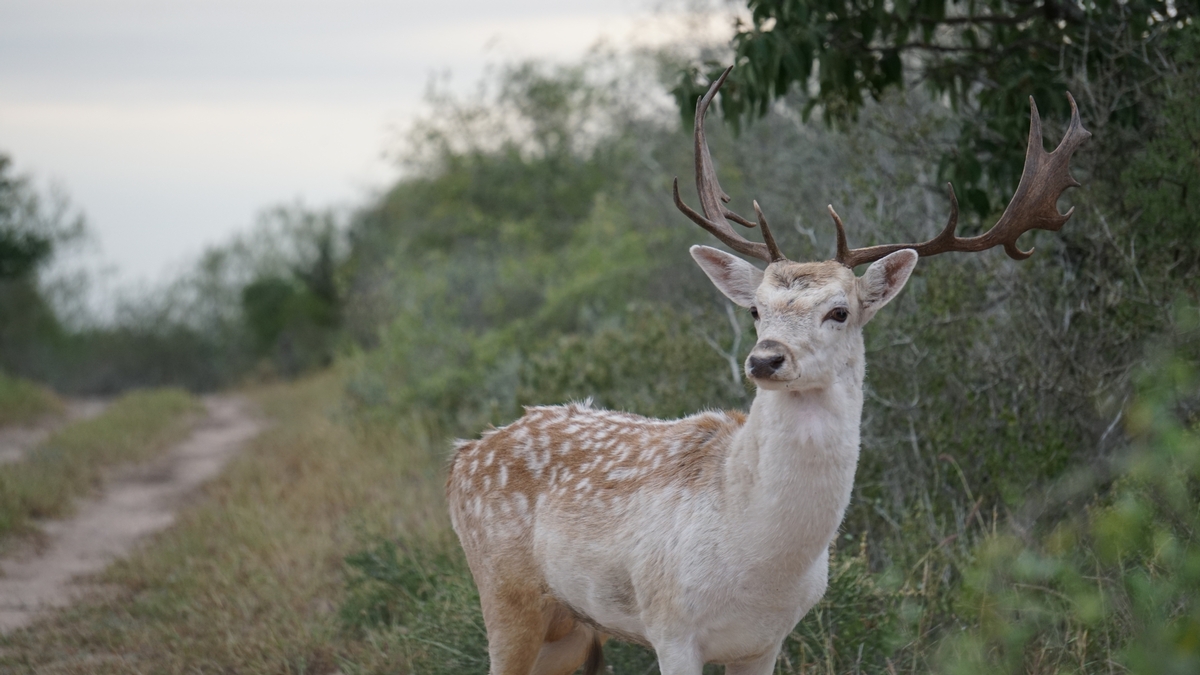 Fallow Deer Hunts Texas