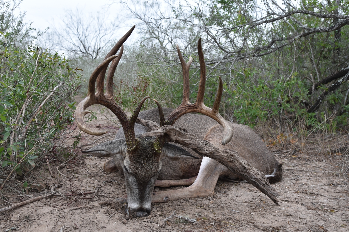 Texas Trophy Whitetail and Exotic Outfitter High Fence Whitetail Hunts Texas Guaranteed