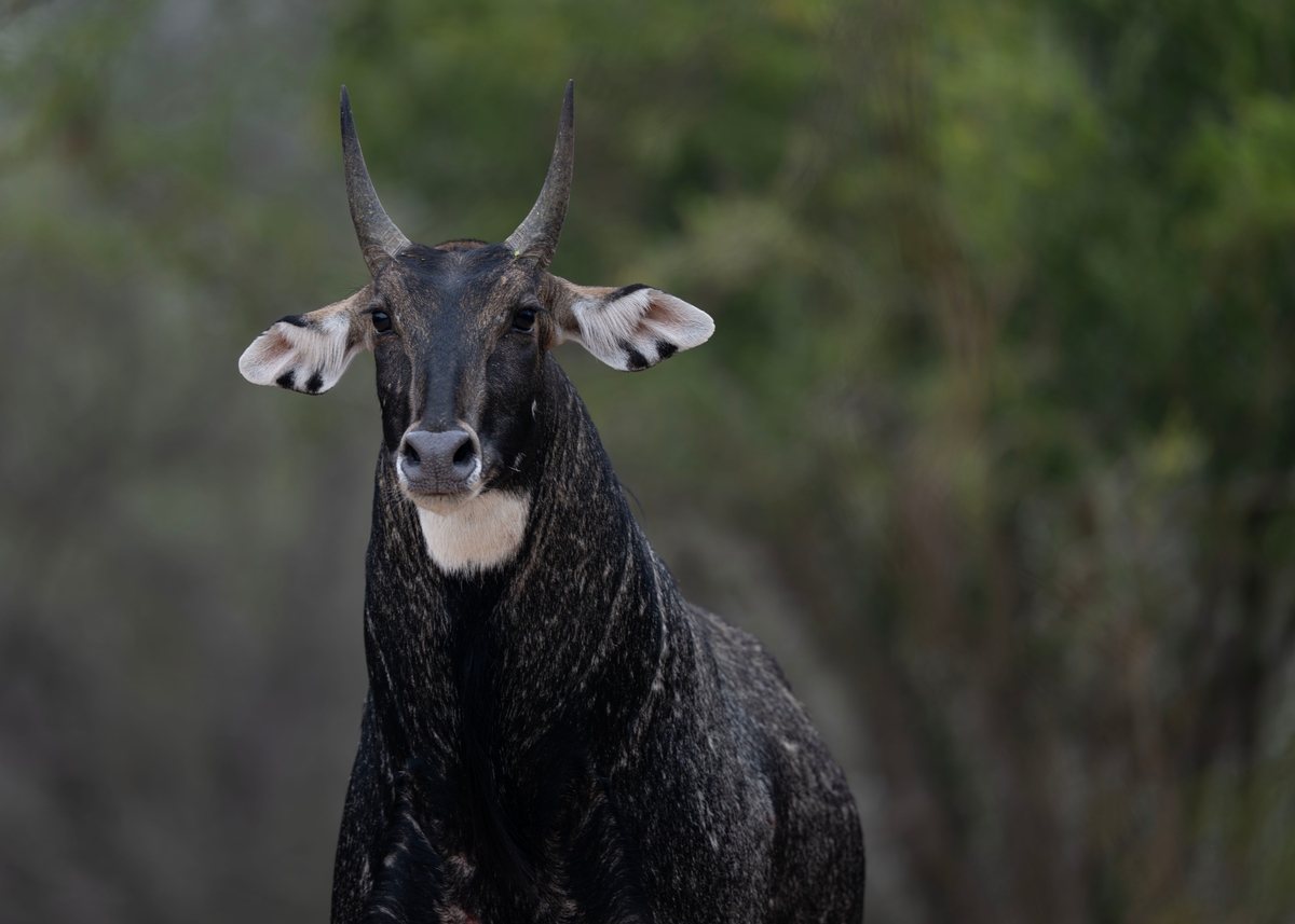 Nilgai 