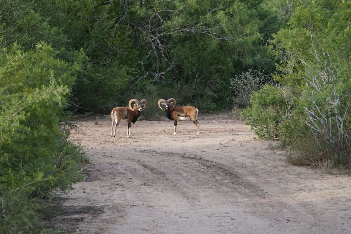 Mouflon 
