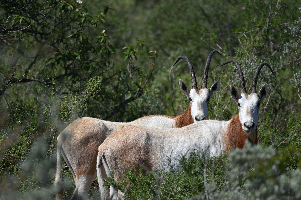 Scimitar Horned Oryx 