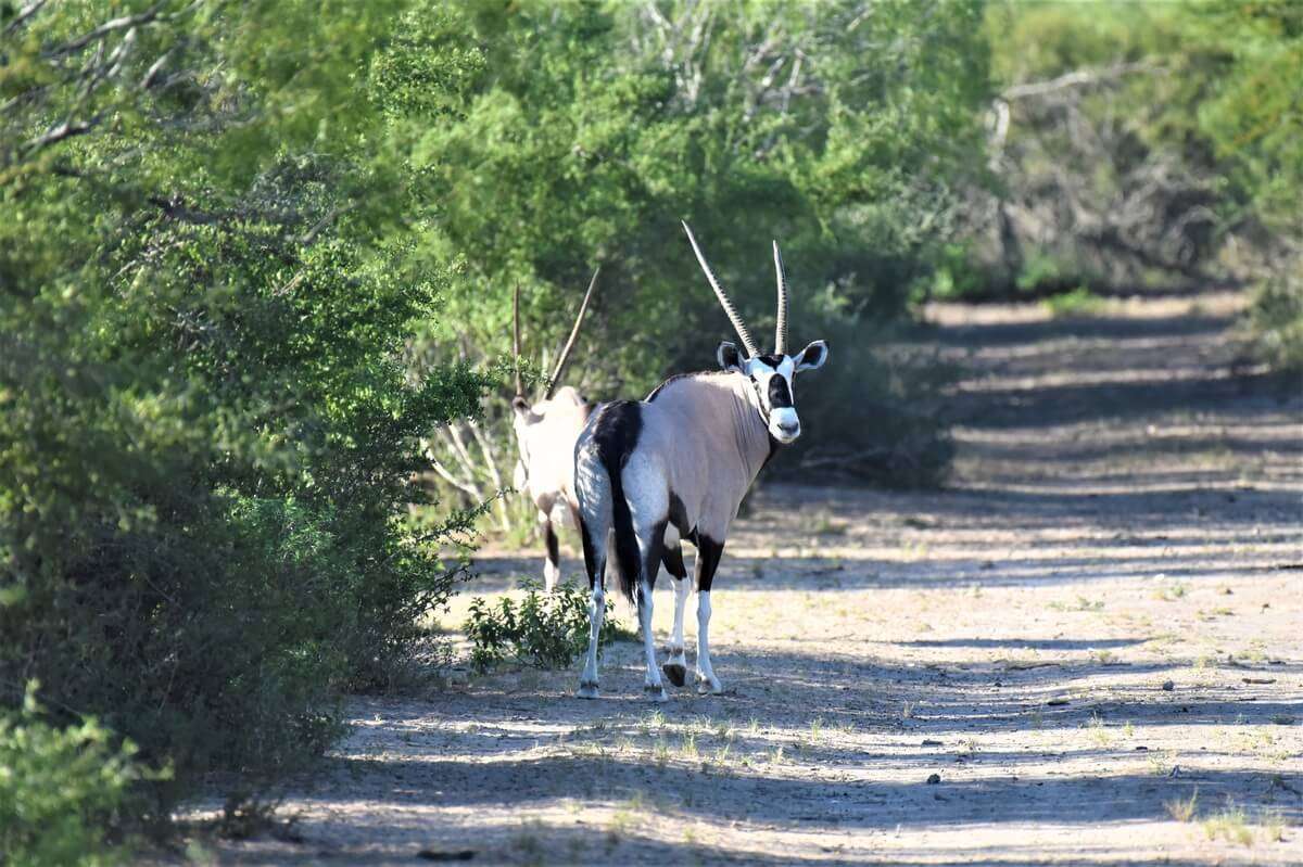 Exotics Hunts in South Texas