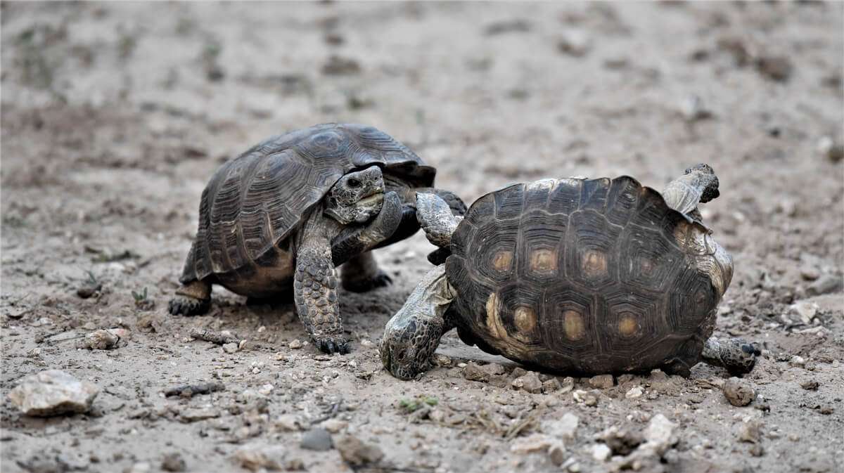 Nature Tours, Star Gazing & Private Events