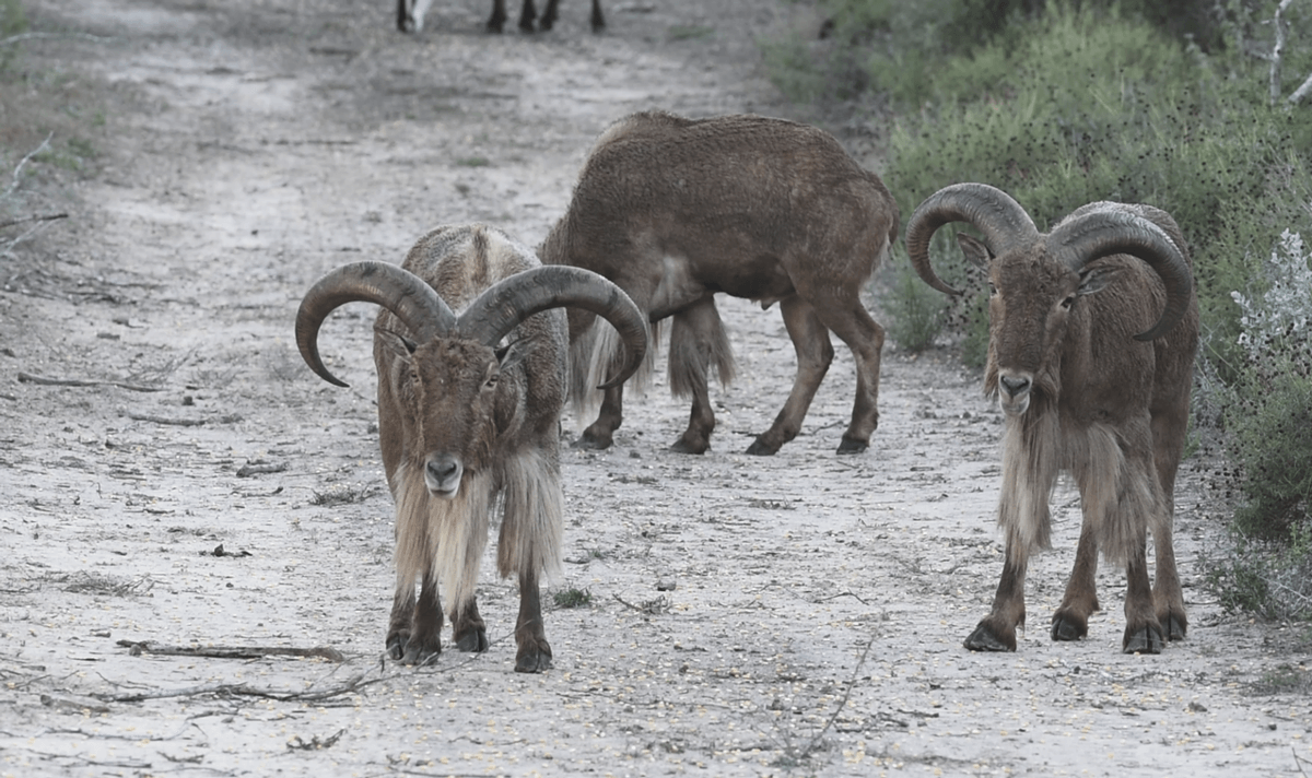 Aoudad