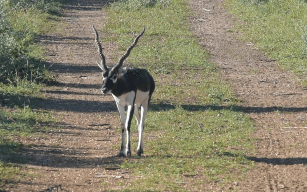 Blackbuck 