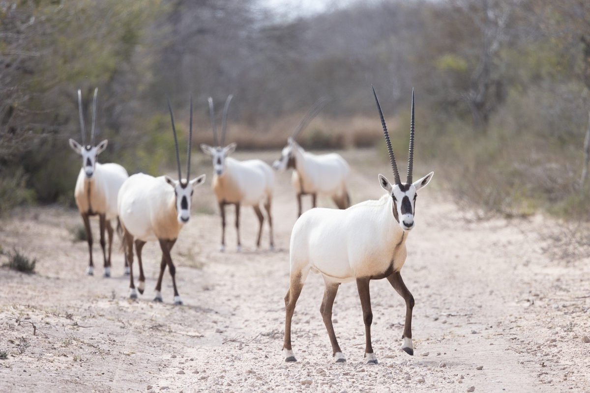 Arabian Oryx