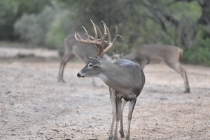 Around the ranch
