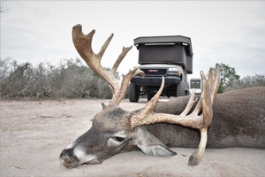 Whitetail Hunts