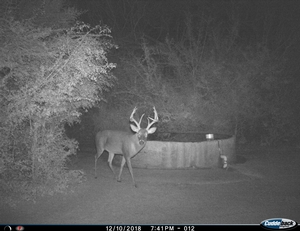 Trail Cameras 2018