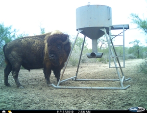 CuddeLink Trail Cameras 2019